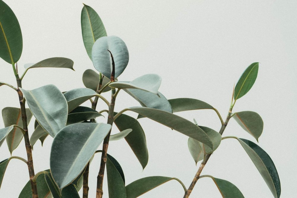 Rubber plant leaves against a pale wall